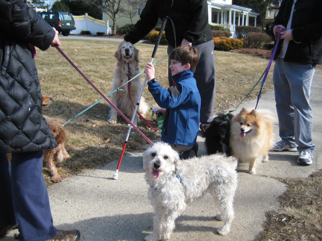 Jack sits in the middle of a group of rescue dogs